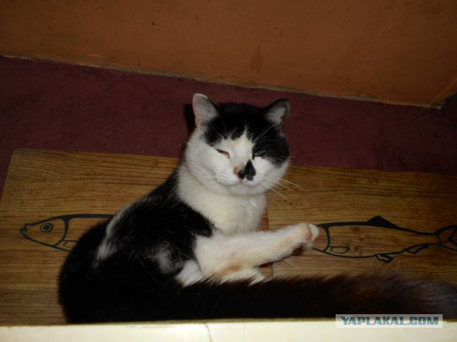 Жизнь домашнего приюта для котеек 169