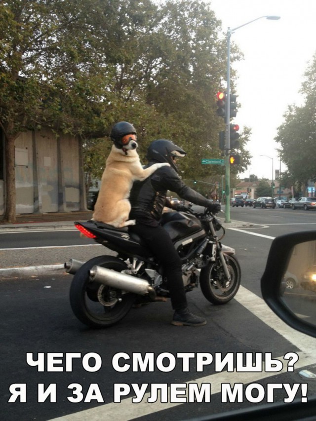 Подборка забавных животных