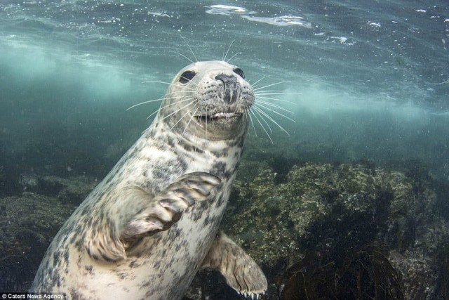 Тюлень пытался украсть у дайвера камеру, а в итоге получились эти фотографии