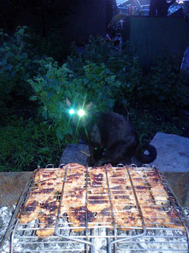 Коты. Отнюдь не ми-ми-ми.