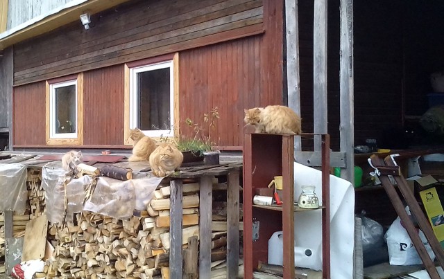 Котовторник