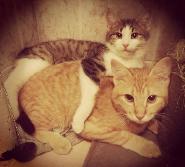 Котовторник!