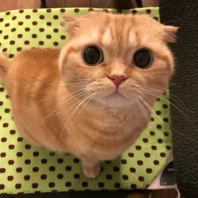 Прикольных котов пост