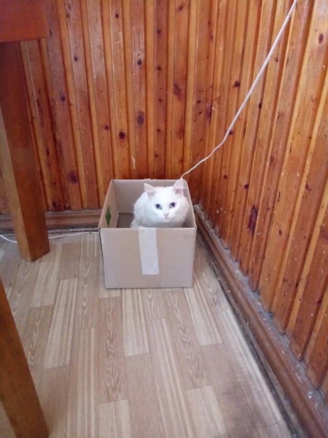Прикольных котов пост