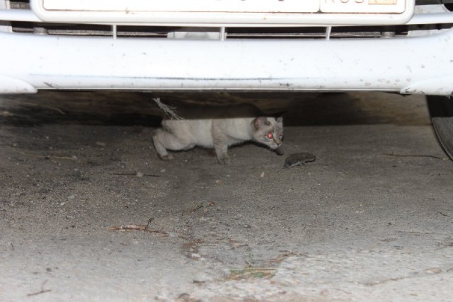 Котовторник на 24 августа