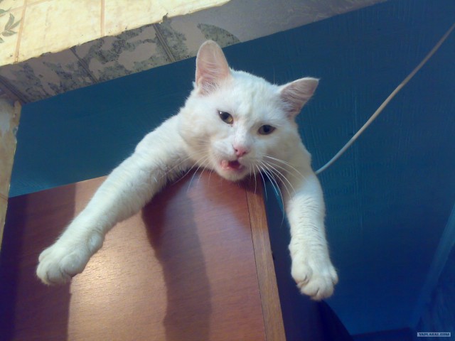 Котовторник, 19 октября