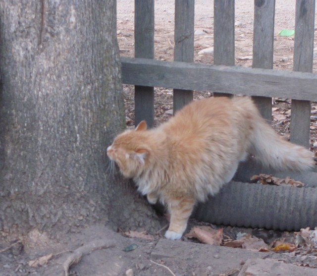 Котейкин вторник! Космический 12.04!