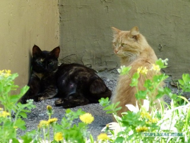 Котовторник