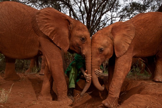 Детский сад для осиротевших слонят