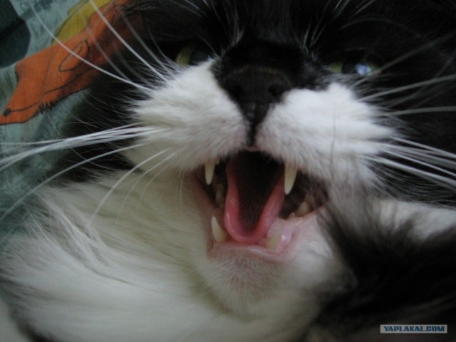 Котовторник (10.01.2012)