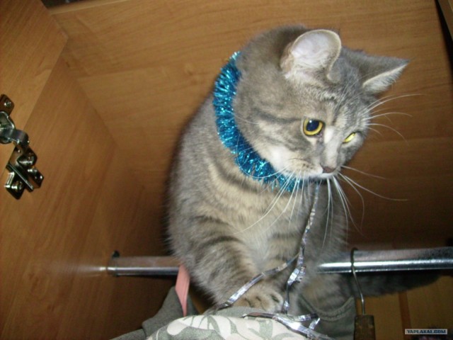 Котовторник (24. 01. 2012 )