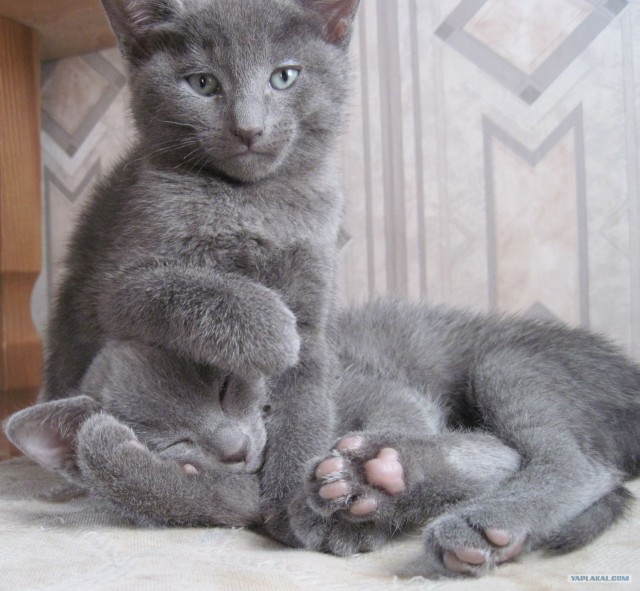 Котовторник (14.02.2012)