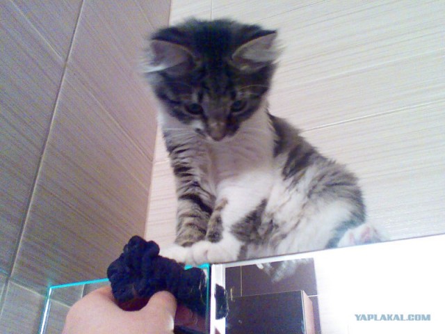 Котовторник 10.04.2012