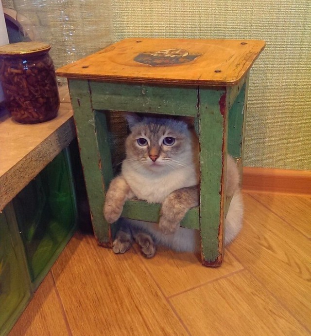 Прикольных котов пост