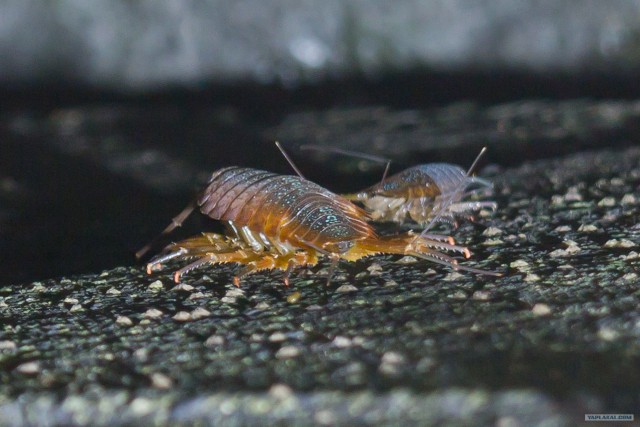 Неведомая хня