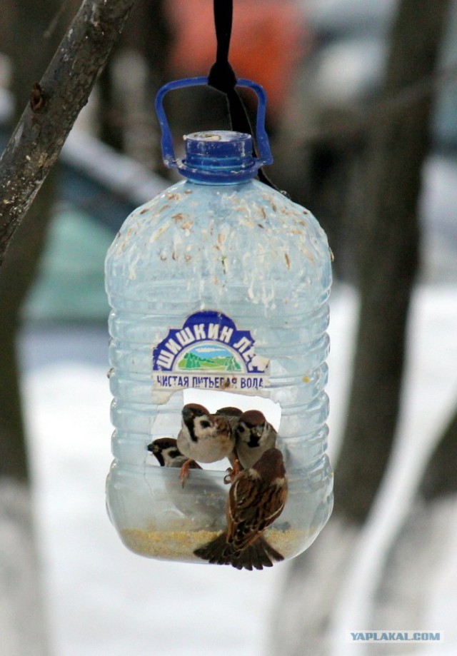 Белая ворона