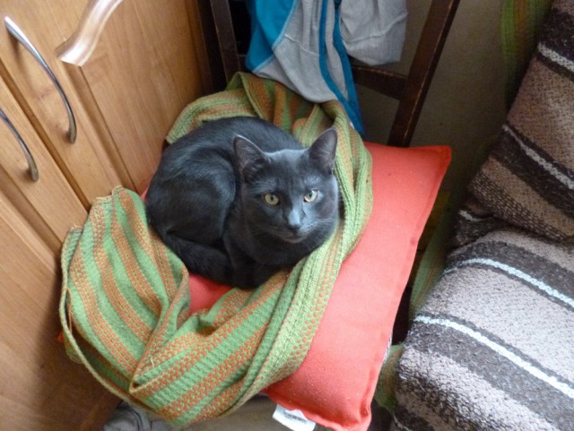 С Днём кошки!