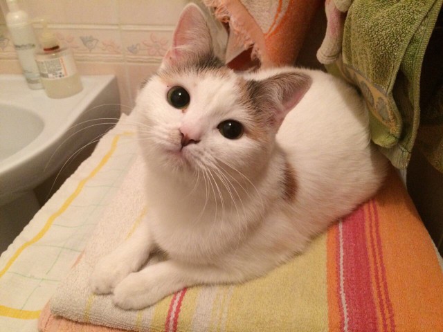 С Днём кошки!