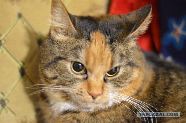 Давайте по котикам, которые с нами на самоизоляции