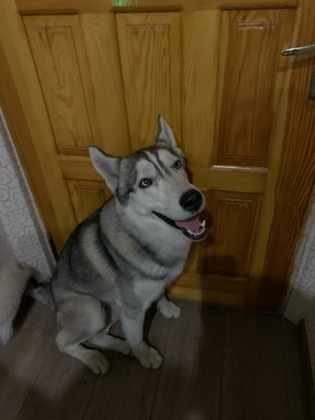 Эти забавные животные