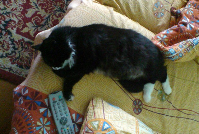 Котэ загарает