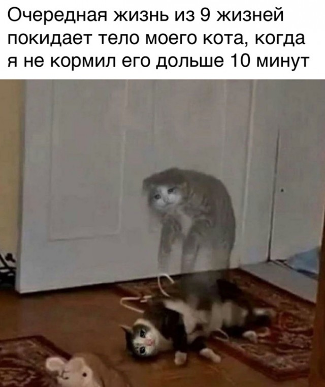 Весёлый полтишок 19.02