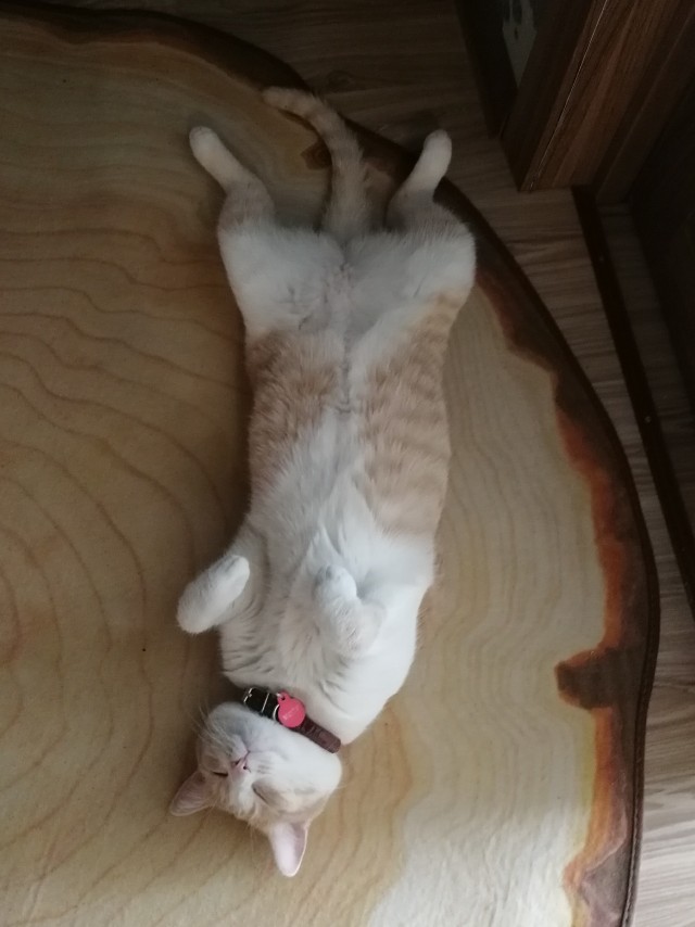 Картинки с котами и про котов