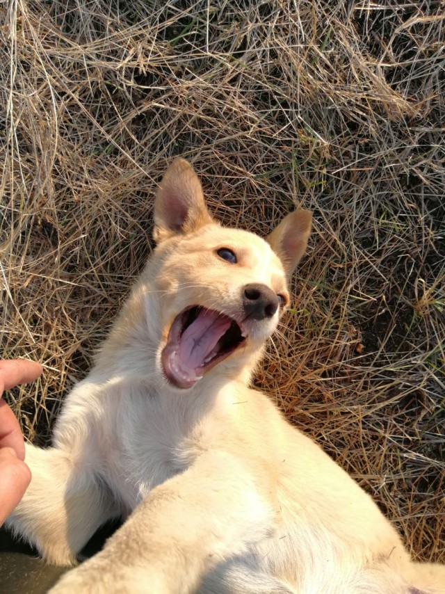 Собака на сене