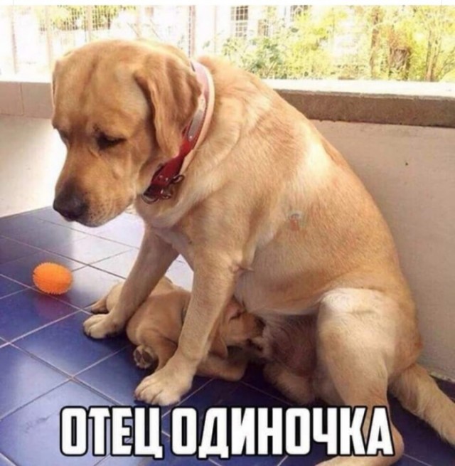 Боян на Бояне...