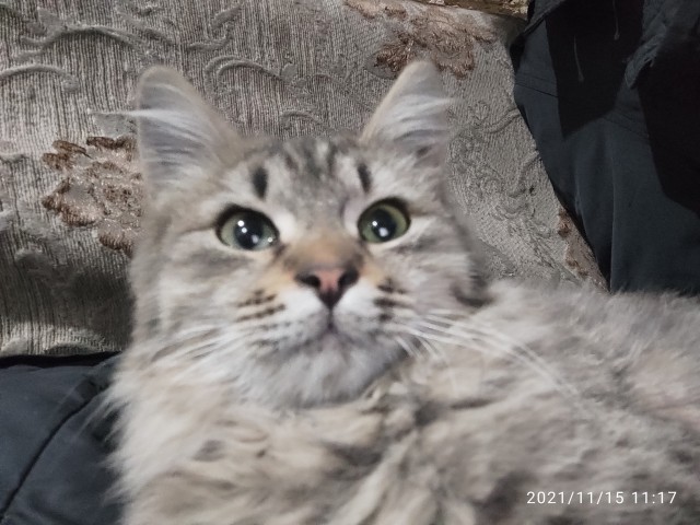 Котовторнику быть