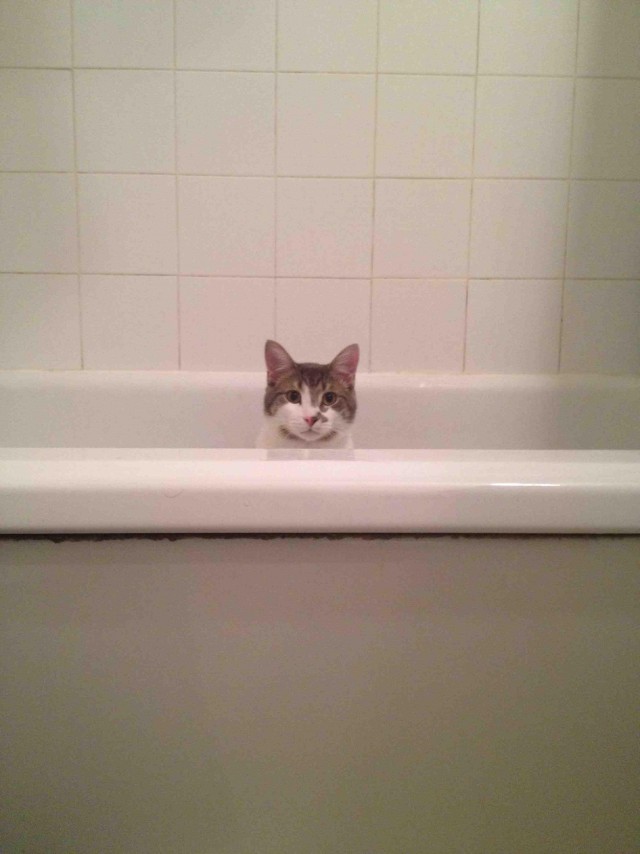Котам начхать на вашу приватность