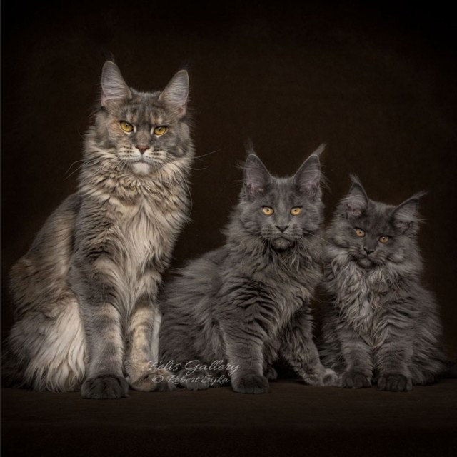 Кот Мейн-кун: царь домашних кошек!