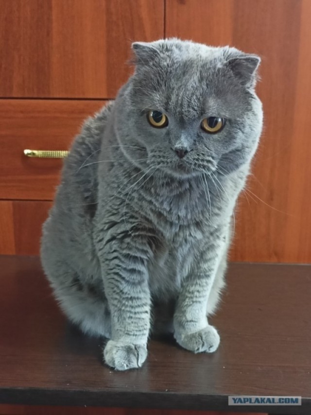 Нафиг эту войну, ковид и т.п. Посмотрите лучше на моего кота!