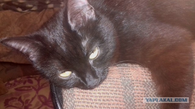 Котовторник