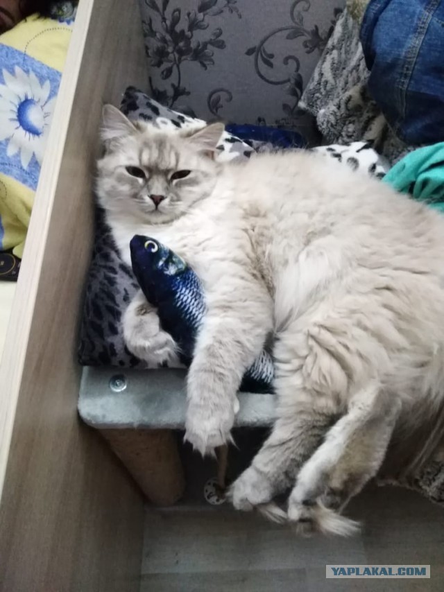 Котовторник 18.10.22