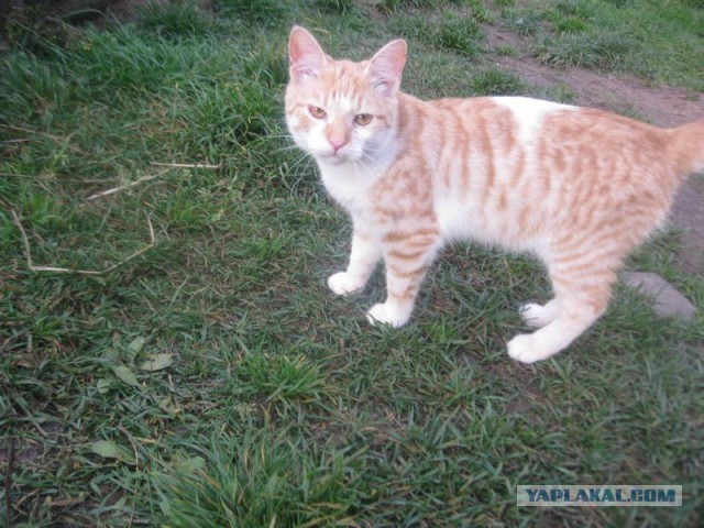 Жизнь домашнего приюта для котеек 418