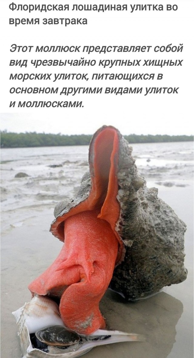 16 удивительных существ из дикой природы, глядя на которые трудно поверить, что они реальны