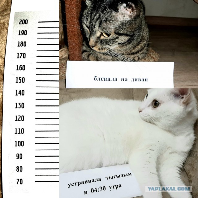 Котоюмор на ЯП. Веселые кото-картинки!