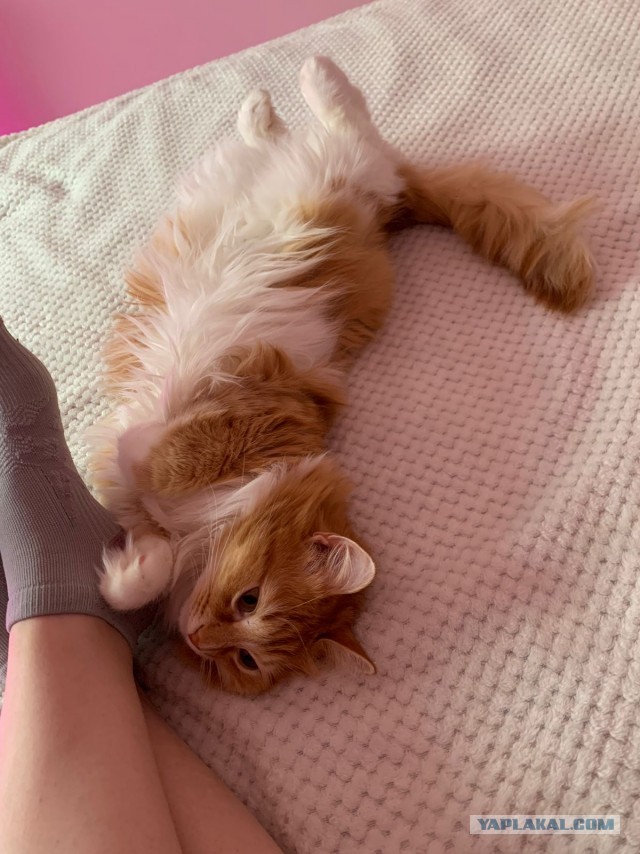 Уличный котей - 1, домашний котей +1