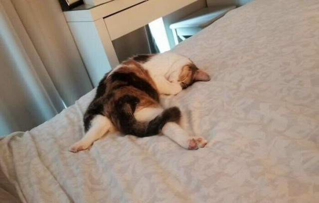 Начинаем котовторник.