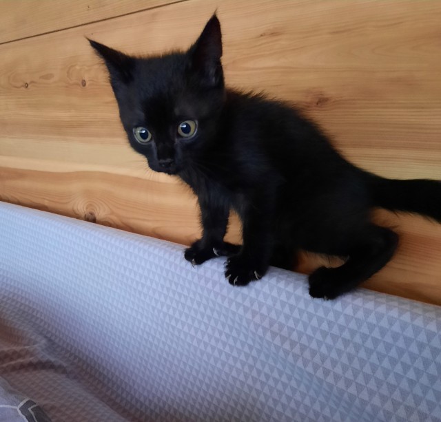 Комочек тьмы