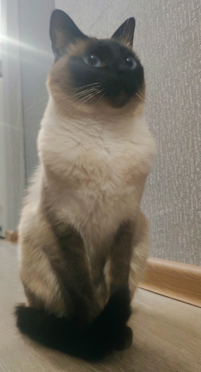 Котовторнику посвящается