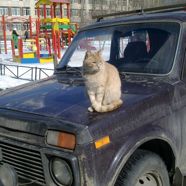 Котовторник 09.04.2013