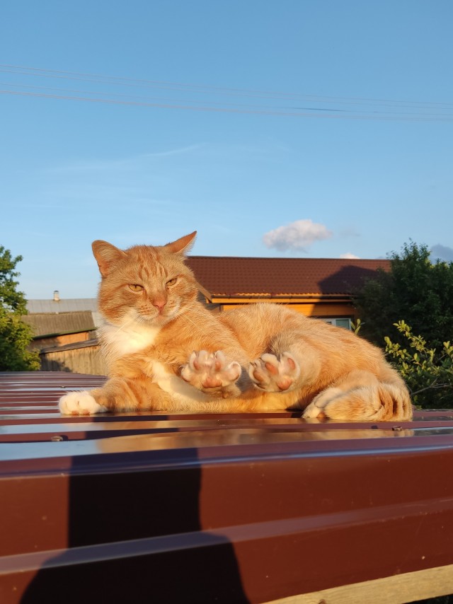 Красотка