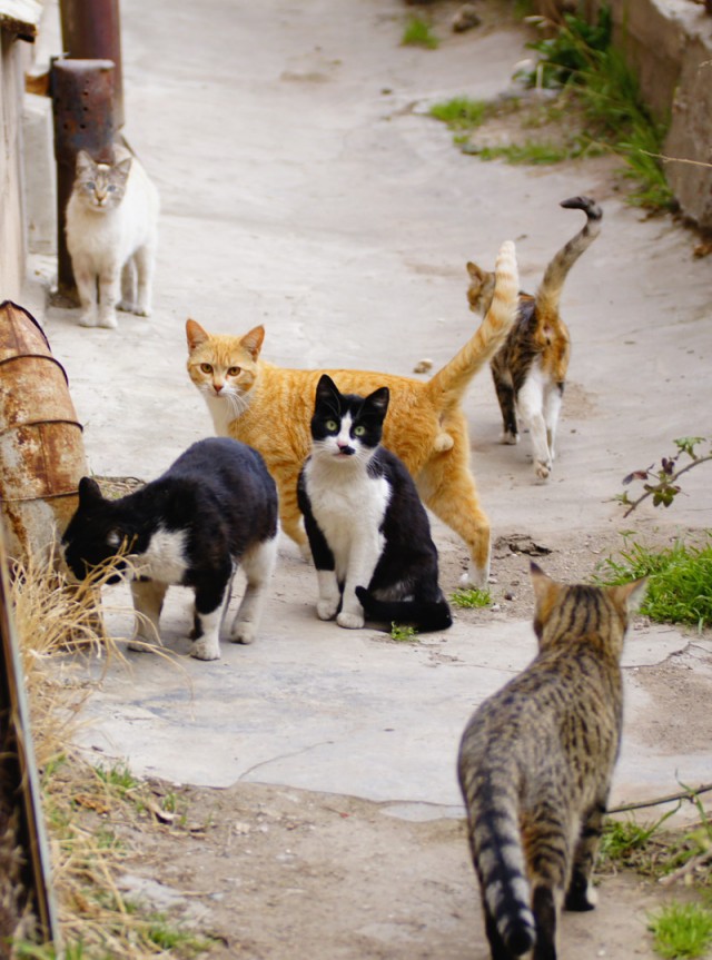 Котовторник 16.04.2013