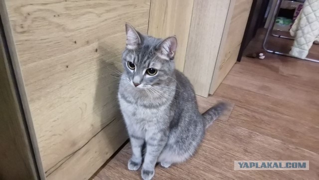 Дёмка вас желает видеть