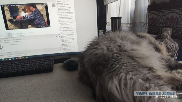 В душе он маленький котик