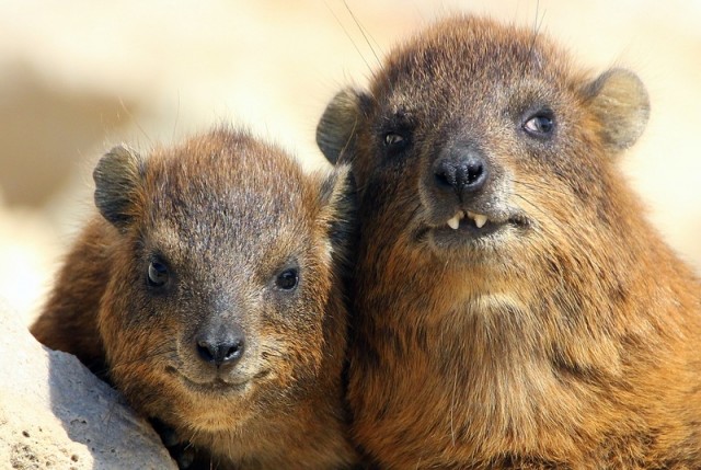 Наркомании вам на ночь