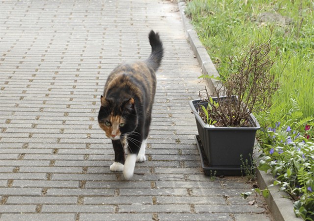 Котовторник  07.05.2013