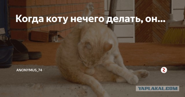 Екатеринбуржец трижды получил дырявый диван при покупке на «Яндекс Маркете»